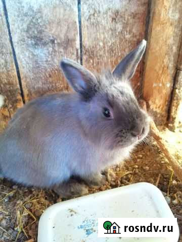 Кролик модельный Нововоронеж - изображение 1