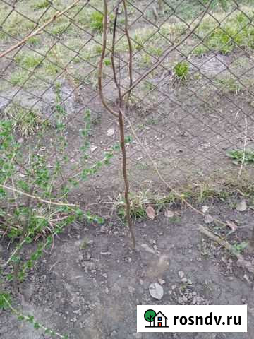 Айва саженцы Нартан - изображение 1