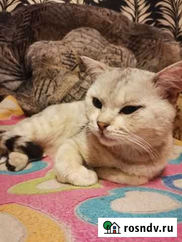 Отдам кота в добрые руки Стерлитамак - изображение 1