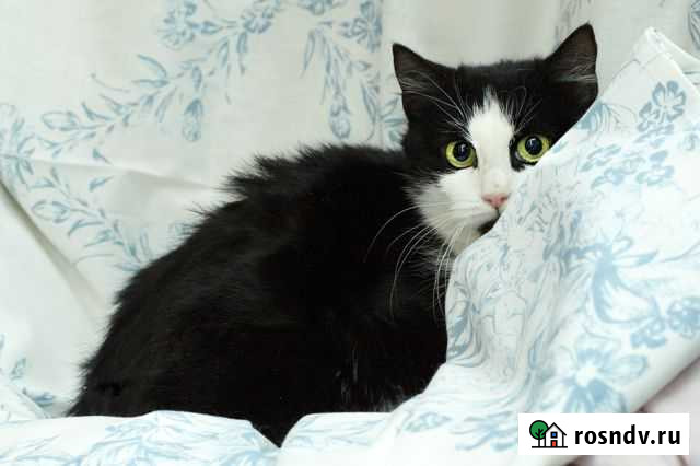 Кошка Моника Красногорск - изображение 1