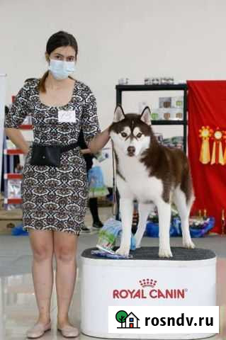 Сибирский хаски вязка Самара - изображение 1