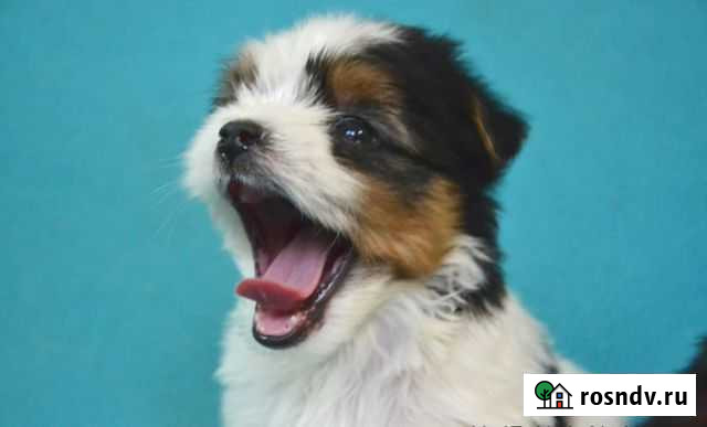 Щенки бивер йорка Петрозаводск - изображение 1