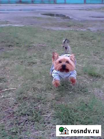 Собака Кыштым - изображение 1