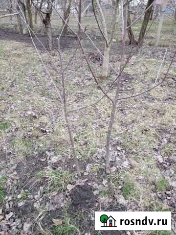 Саженцы шпанка, вишня, черешня Нартан - изображение 1