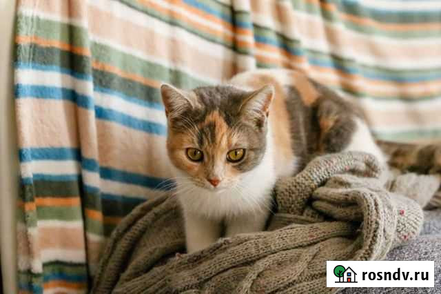 Молодая кошечка в добрые руки Краснодар - изображение 1