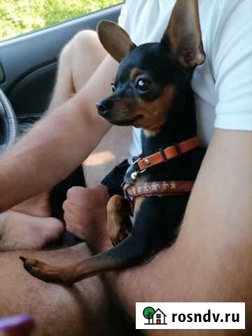 Мини той-терьер вязка Стерлитамак - изображение 1