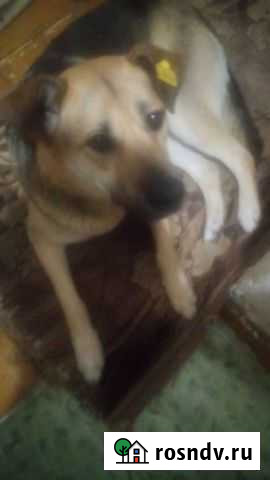 Пёсель в охрану Чистополь - изображение 1