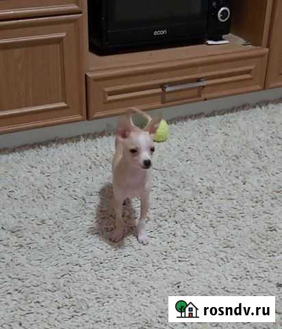 Той-терьер щенки Ялта - изображение 1