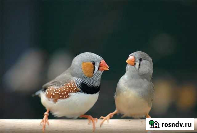 Амадины Екатеринбург - изображение 1