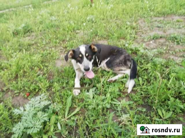 Стерилизованная особенная собака Дана Тамбов - изображение 1