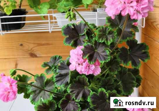 Пеларгония Odensj? Black Mamba Саранск - изображение 1