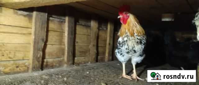 Продаю молоденьких петушков и курочек Киров - изображение 1