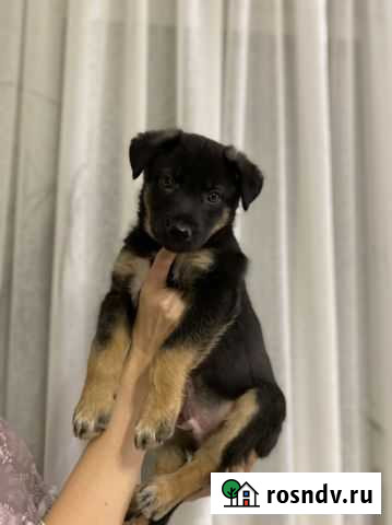 Щенки Пермь - изображение 1