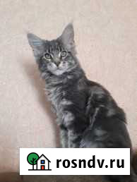 Мейн-кун Курск - изображение 1