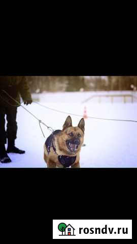 Дрессировка собак Тюмень - изображение 1