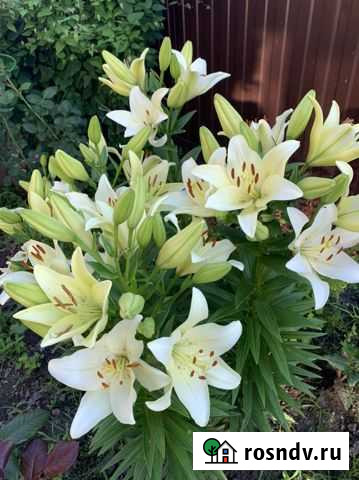 Лилии-луковицы,высота 130см Брянск - изображение 1