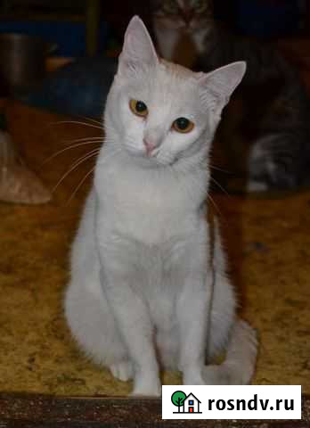 Белая красавица Шарлотта в добрые руки Люберцы - изображение 1