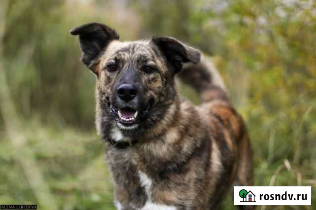 Собака Петрозаводск - изображение 1