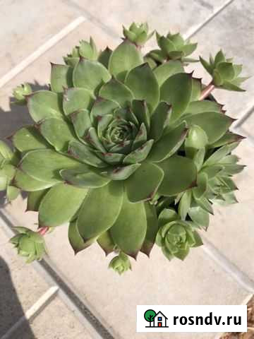Суккуленты, каменная роза Ижевск - изображение 1