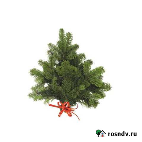 Букет пихта с красной лентой Ульяновск - изображение 1