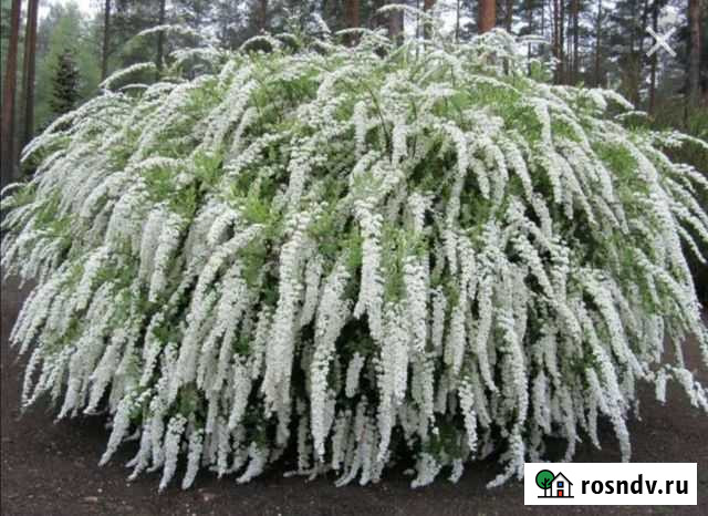 Спирея серая Химки - изображение 1