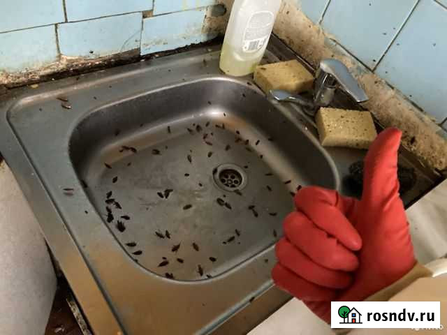 Уничтожение тараканов, клопов Киров - изображение 1