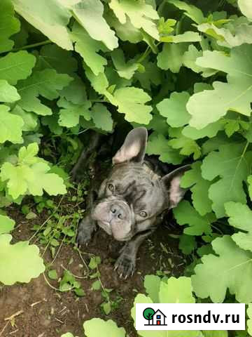 Вязка Севастополь - изображение 1