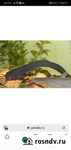 Сом Пенза - изображение 1