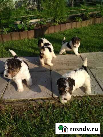 Фокстерьер ж/ш Тверь - изображение 1