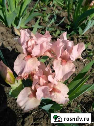 Набор Ирисов карликовых бородатых Камышин - изображение 1