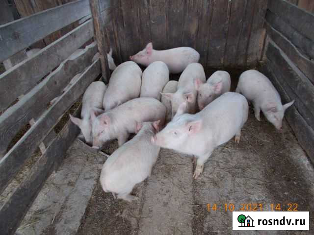 Поросята Свободный - изображение 1