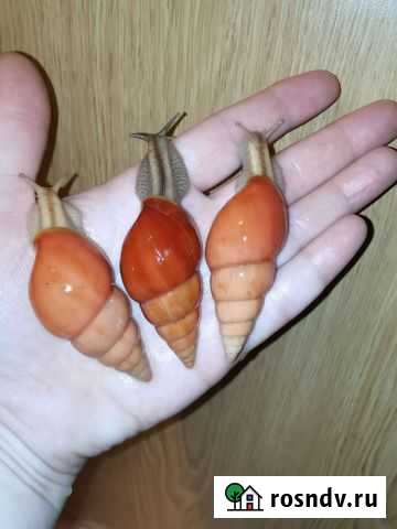 Улитки лимки, фулики, ретики, эксы, мегасы Мурманск - изображение 1