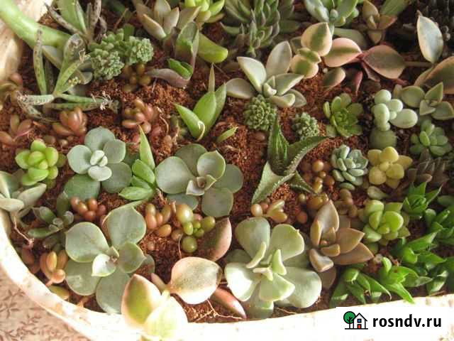 Коллекционные и малоизвестные суккуленты Дзержинск - изображение 1