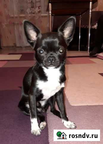 Вязка кобель чихуахуа Челябинск - изображение 1