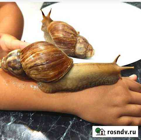2 Улитки ахатины в добрые руки Москва