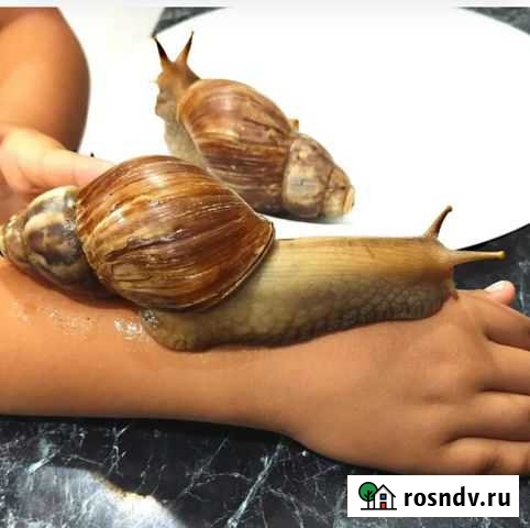 2 Улитки ахатины в добрые руки Москва - изображение 1