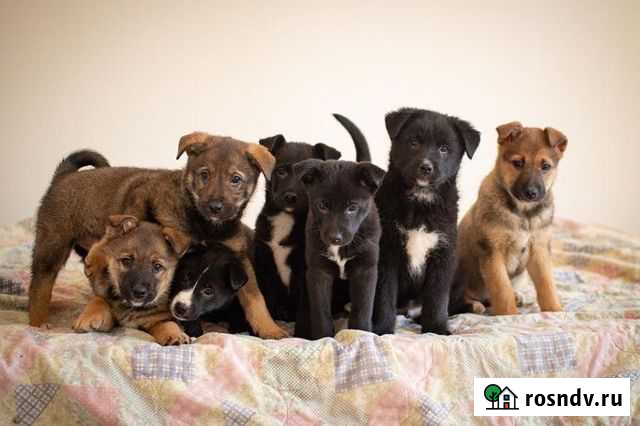 Щенки, 2 месяца Старая Купавна - изображение 1