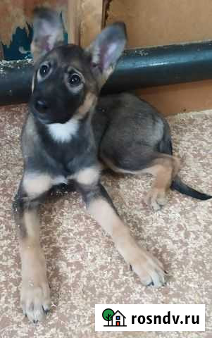 Щенок в добрые руки Ульяновск - изображение 1