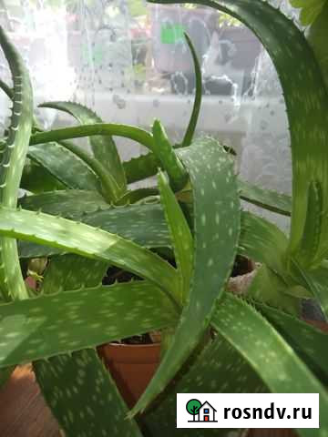 Алоэ вера Ульяновск - изображение 1