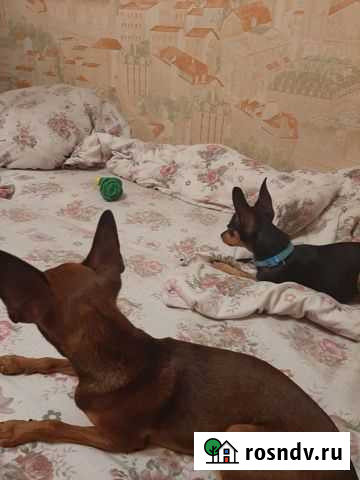 Русский той-терьер мини Бор - изображение 1