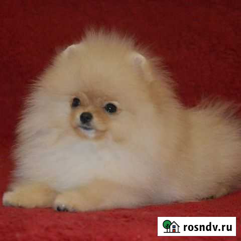 Щенки от питомника РКФ Тула - изображение 1