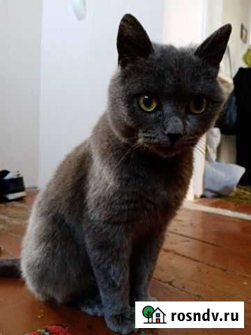 Британский кот Усть-Лабинск - изображение 1