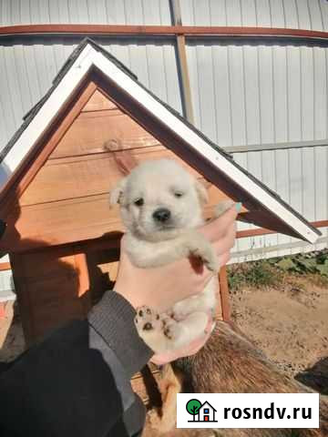 Щенки Курск - изображение 1