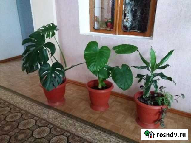 Цветы Буйнакск - изображение 1