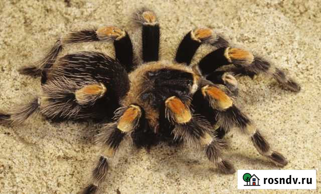 Паук птицеед Челябинск - изображение 1