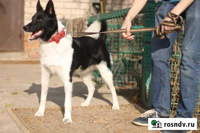 Пинки нужен дом Воронеж - изображение 1