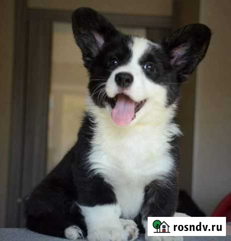 Вельш корги Мурманск - изображение 1
