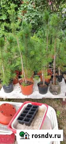 Саженцы кедра сибирского Псков - изображение 1
