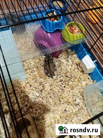 Клетка с хомячками Хабаровск - изображение 1