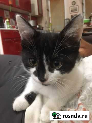 Кошка Воронеж - изображение 1